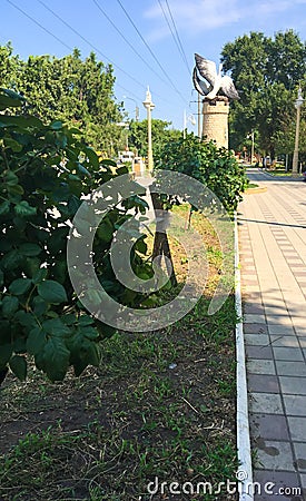 Green rose bush in the park outdoors Stock Photo