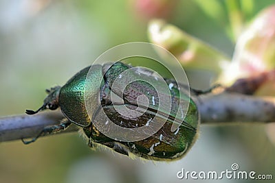 Green rose chafer (Cetonia aurata) Stock Photo