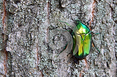 Green rose chafer Cetonia aurata Stock Photo