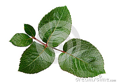 Green rose leaf Stock Photo