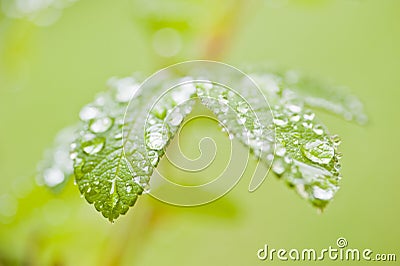 Green rose leaves with raindrops Stock Photo