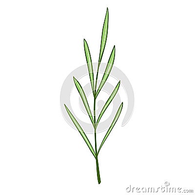 green rosemary leaf plant branch art drawn design Vector Illustration
