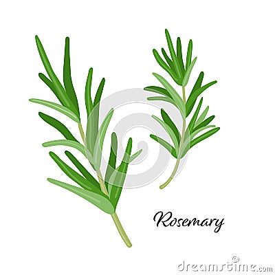 Green rosemary leaves spice. Vector illustration isolated. Rosemary herb for design element in culinary, package Vector Illustration