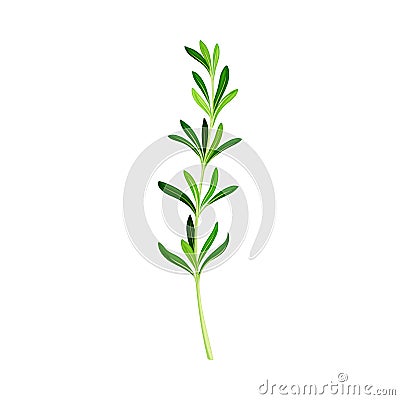 Green Rosemary Twig as Perennial Herb with Fragrant, Evergreen, Needle-like Leaves Vector Illustration Stock Photo
