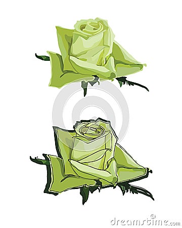 Green roses Vector Illustration