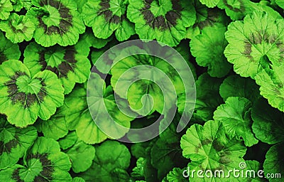 Green round leaves background. Vintage tone. Middle blurred. Stock Photo