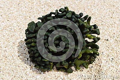 Green, round and strange looking seaweed washed up to the shore and lying on white beach sand Stock Photo