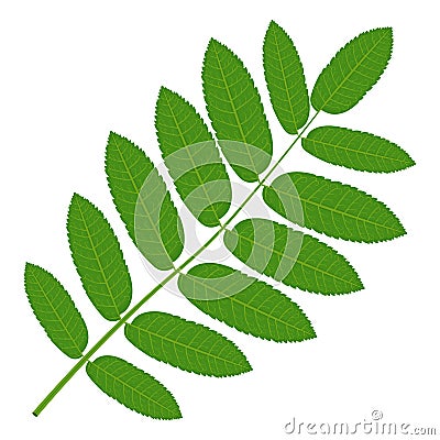 Green Rowan leaf vector illustration on white background Vector Illustration