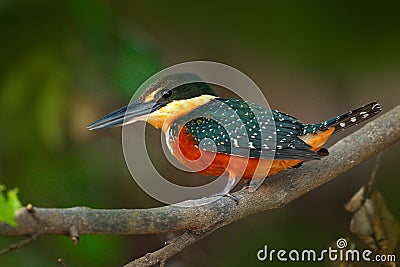 Green-and-rufous Kingfisher, Chloroceryle inda, green and orange bird sitting on tree branch, bird in nature habitat, Baranco Alto Stock Photo