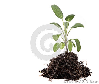Green Sage Herb Planting With Dirt and Roots Expos Stock Photo