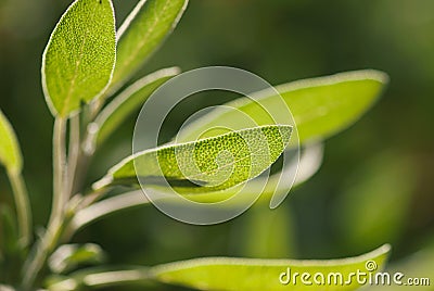 Green Sage Leaf Stock Photo