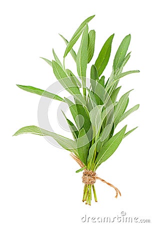 Green sage plant Stock Photo