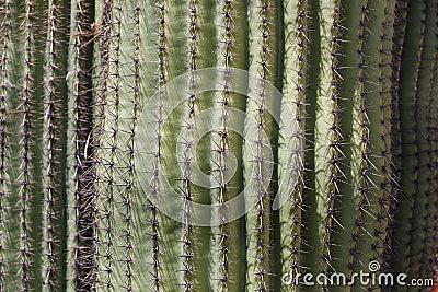 Green saguaros background Stock Photo