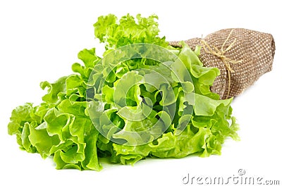 Green salad leaves. Stock Photo