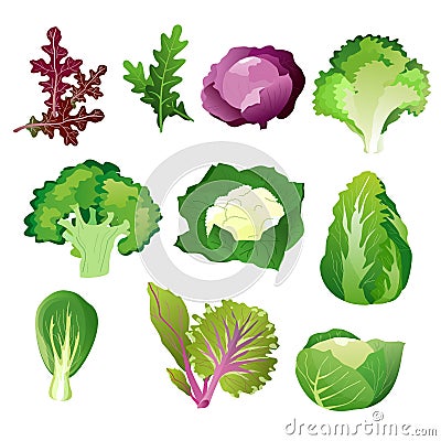 Green salad leaves. Vector vegetarian healthy food leaf set isolated on white background. Vector Illustration