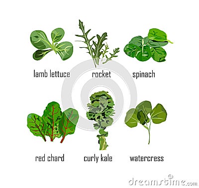 Green salad leaves in vectors Vector Illustration