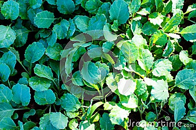 Green vegetable Stock Photo