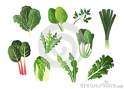 Green salad vegetables. Cartoon food leaves. Organic lettuce and watercress. Isolated chard or spinach. Fresh dandelion Vector Illustration