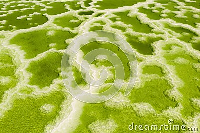 The green saline lake, natural lake background Stock Photo