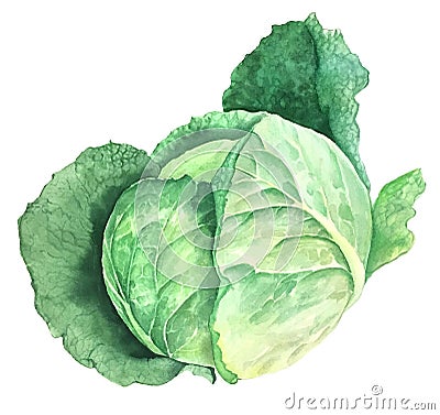 Green savoy cabbage vintage watercolor botanical illustration Cartoon Illustration