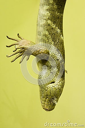 Green scaly skin Stock Photo