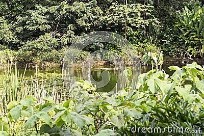Green Sceneries of The Botanical Garden of Medellin in Antioquia, Col. Stock Photo