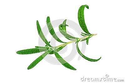 Green scented rosemary Stock Photo
