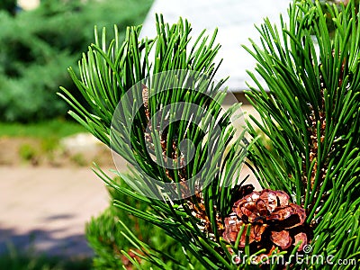 Green Scotch pine twig closeup. long needles and brown cone. soft blurred background. Stock Photo
