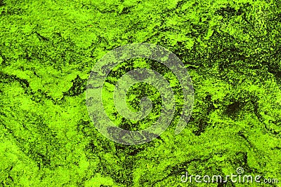 Green scum on water surface during algal bloom Stock Photo