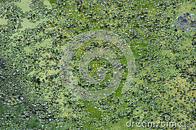 Green scum on water surface during algal bloom Stock Photo