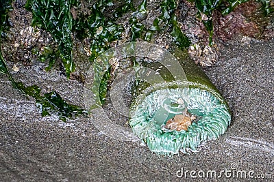 Green Sea Anemone In A Tide Pool Stock Photo