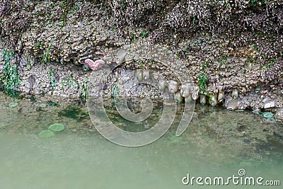 Green Sea Anemones and a Giant Starfish Stock Photo
