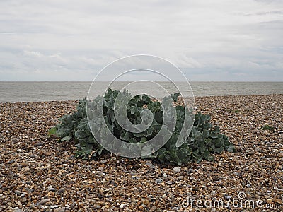 Green Sea Kale growing on a pebble shingle beach at the coast Stock Photo