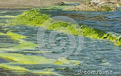 Green Sea luminescence. Stock Photo