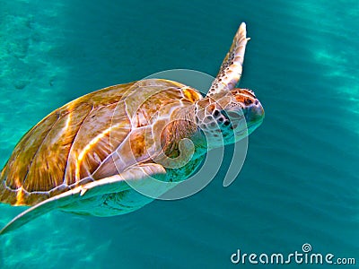 Green Sea Turtle Stock Photo