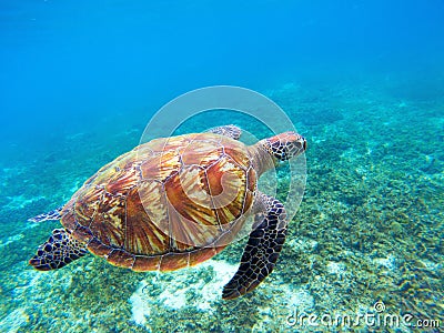 Green sea turtle with brown shell swims underwater. Tropical nature of exotic island. Stock Photo