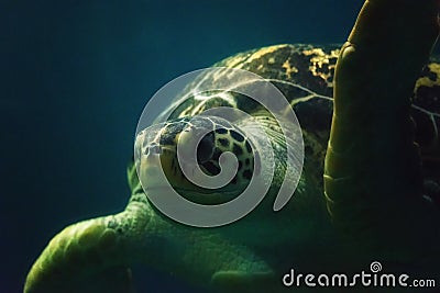 Green Sea Turtle Close up Stock Photo