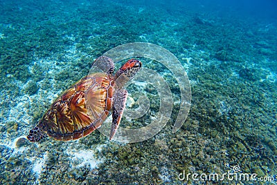 Green sea turtle closeup. Endangered species of tropical coral reef. Stock Photo