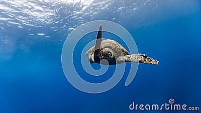 Green sea turtle descends after breathing from the surface Stock Photo