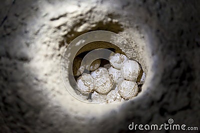 Green sea turtle eggs in sand hole on a beach Stock Photo
