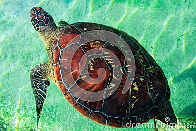 Green sea turtle an endegered species to be protected Stock Photo