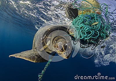 Green Sea Turtle, Galapagos Stock Photo