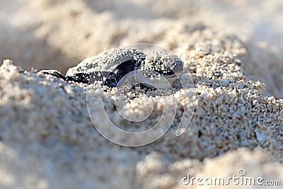 Green Sea Turtle Hatchling Stock Photo