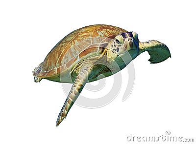 Green Sea Turtle isolated on white background Stock Photo