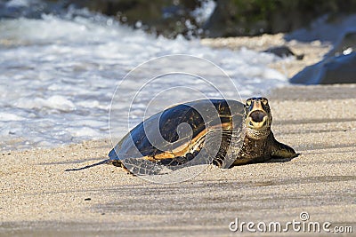 Green sea turtle making landfall near Maui Hawaii with his mouth open Stock Photo