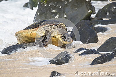 Green sea turtle overcoming rock obstacles to make it to bale of turtles Stock Photo