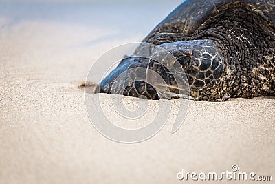 Green Sea Turtle Portrait Stock Photo