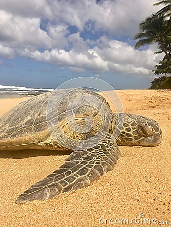 Green sea turtle resting on the sand at beach in Hawaii Stock Photo