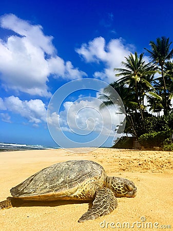 Green sea turtle resting on the sand at beach in Hawaii Stock Photo