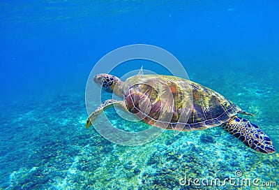 Green sea turtle in seawater. Sea tortoise underwater photo. Sea animal in coral reef. Stock Photo